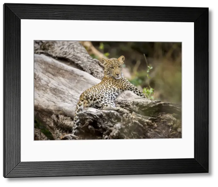 Framed Print : Young leopard on a tree trunk, Serengeti Grumeti Reserve, Tanzania, Africa Framed Print : Young leopard on a tree trunk, Serengeti Grumeti Reserve, Tanzania, Africa