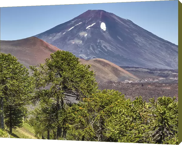 Lonquimay volcano, Reserva Nacional Malalcahuello-Nalcas, Araucania region, Chile