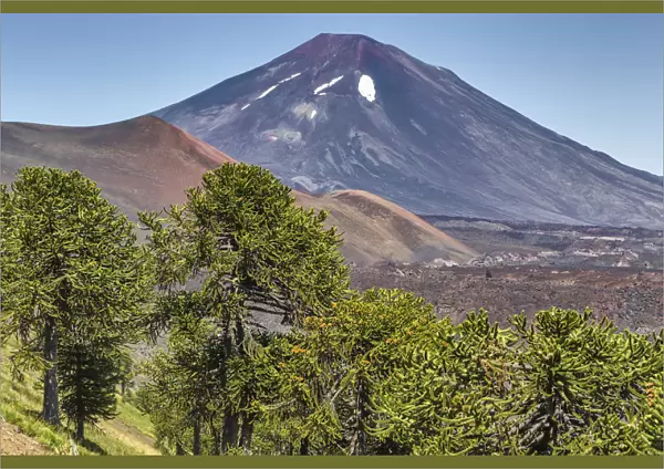 Lonquimay volcano, Reserva Nacional Malalcahuello-Nalcas, Araucania region, Chile