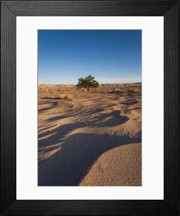 Framed Print : Chile, Atacama Desert, San Pedro de Atacama, Aldea de Tulor, desert tree Framed Print : Chile, Atacama Desert, San Pedro de Atacama, Aldea de Tulor, desert tree