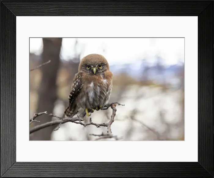 Framed Print : Chile, Patagonia, Torres del Paine National Park (UNESCO Site), baby owl Framed Print : Chile, Patagonia, Torres del Paine National Park (UNESCO Site), baby owl