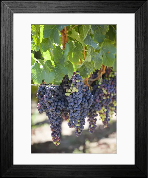 Framed Print : Chile, Casablanca, Vina Veramonte winery, vineyard detail Framed Print : Chile, Casablanca, Vina Veramonte winery, vineyard detail