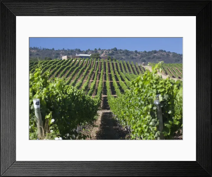 Framed Print : Chile, Casablanca, vineyard detail at Vina Casas del Bosque winery