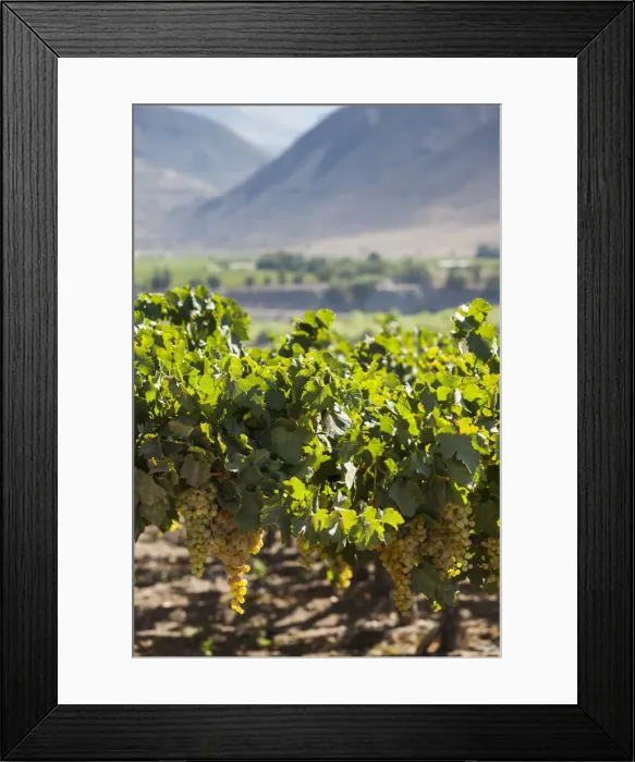 Framed Print : Chile, Elqui Valley, El Tambo, vineyard with grapes used in the production of Pisco Framed Print : Chile, Elqui Valley, El Tambo, vineyard with grapes used in the production of Pisco
