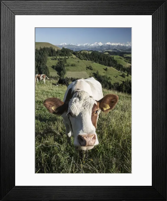 Framed Print : Grazing cows, Emmental Valley and Swiss alps in the background, Berner Oberland