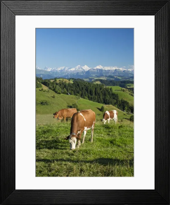 Framed Print : Grazing cows, Emmental Valley and Swiss alps in the background, Berner Oberland Framed Print : Grazing cows, Emmental Valley and Swiss alps in the background, Berner Oberland