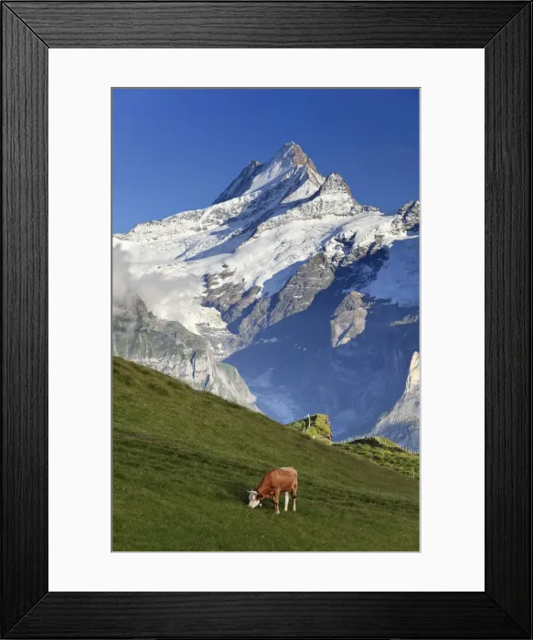 Framed Print : Switzerland, Bernese Oberland, Grindelwald, First, Mt Schreckhorn Framed Print : Switzerland, Bernese Oberland, Grindelwald, First, Mt Schreckhorn