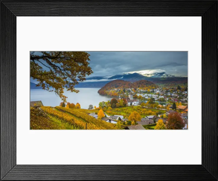 Framed Print : Spiez Castle and vineyards, Berner Oberland, Switzerland Framed Print : Spiez Castle and vineyards, Berner Oberland, Switzerland