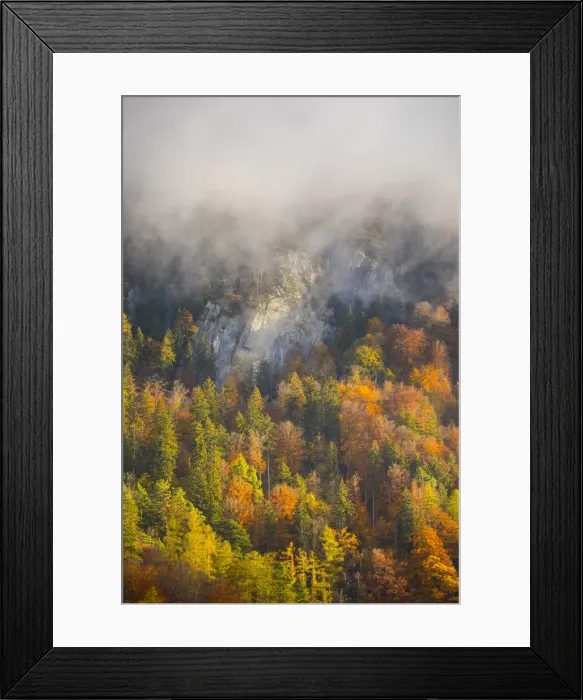 Framed Print : Autumn trees, Berner Oberland, Switzerland Framed Print : Autumn trees, Berner Oberland, Switzerland