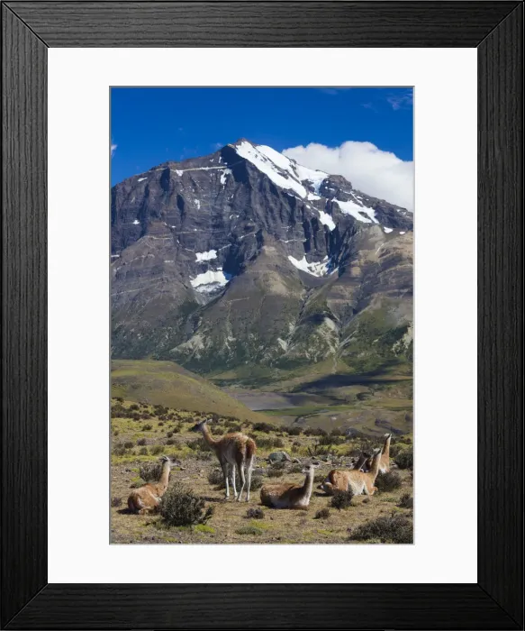 Framed Print : Chile, Magallanes Region, Torres del Paine National Park, Guanaco, lama guanicoe Framed Print : Chile, Magallanes Region, Torres del Paine National Park, Guanaco, lama guanicoe