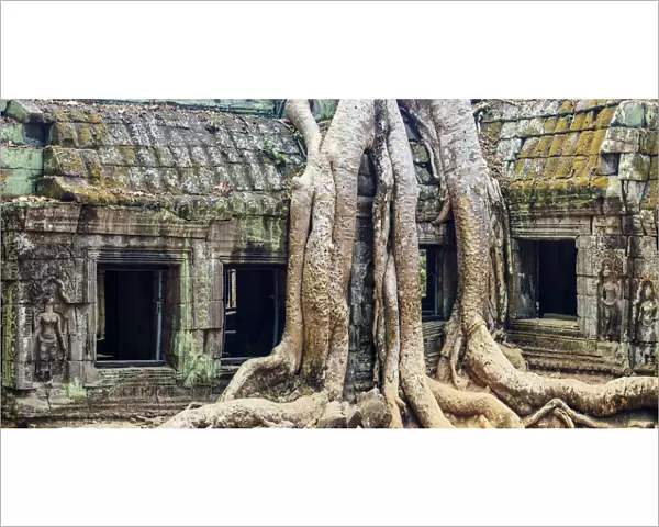 Cambodia, Temples of Angkor (UNESCO site), Ta Prohm
