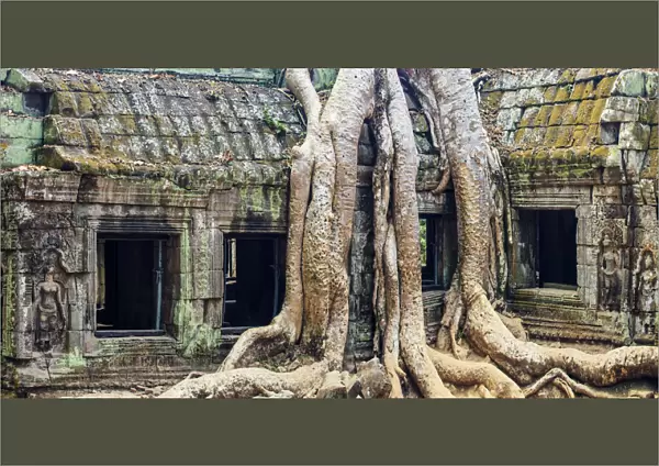 Cambodia, Temples of Angkor (UNESCO site), Ta Prohm