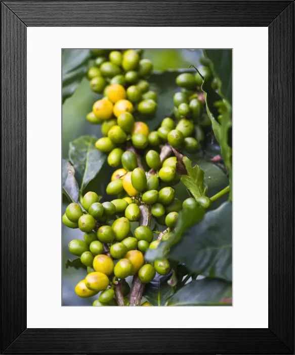 Framed Print : Colombia, Caldas, Manizales, Chinchina, Hacienda de Guayabal, Coffee cherries - Coffee Framed Print : Colombia, Caldas, Manizales, Chinchina, Hacienda de Guayabal, Coffee cherries - Coffee