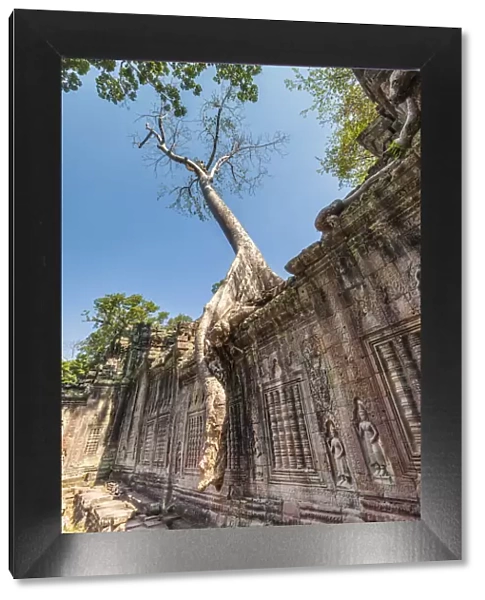 Cambodia, Angkor, Preah Khan Temple and tree