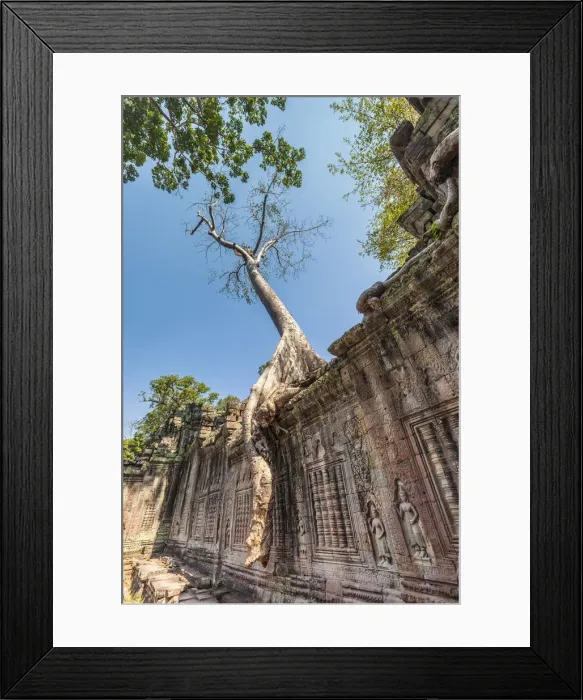Framed Print : Cambodia, Angkor, Preah Khan Temple and tree Framed Print : Cambodia, Angkor, Preah Khan Temple and tree