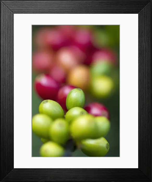Framed Print : Colombia, Caldas, Manizales, Chinchina, Hacienda de Guayabal, Coffee cherries - Coffee Framed Print : Colombia, Caldas, Manizales, Chinchina, Hacienda de Guayabal, Coffee cherries - Coffee
