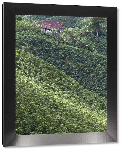 Colombia, Caldas, Manizales, Chinchina, Coffee plantation at Hacienda de Guayabal