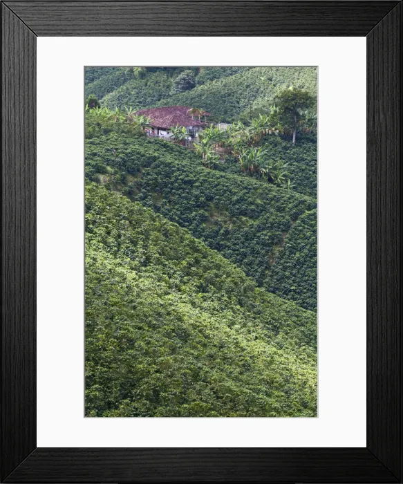 Framed Print : Colombia, Caldas, Manizales, Chinchina, Coffee plantation at Hacienda de Guayabal Framed Print : Colombia, Caldas, Manizales, Chinchina, Coffee plantation at Hacienda de Guayabal