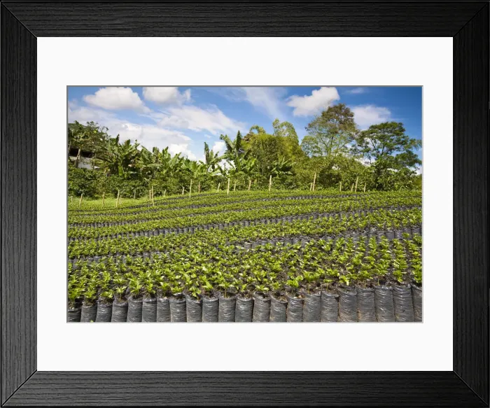 Framed Print : Colombia, Caldas, Manizales, Chinchina, Hacienda de Guayabal, Coffee seedlings growing Framed Print : Colombia, Caldas, Manizales, Chinchina, Hacienda de Guayabal, Coffee seedlings growing