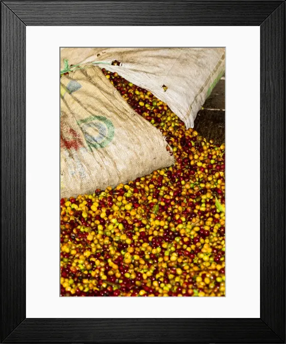 Framed Print : Colombia, Caldas, Manizales, Chinchina, Hacienda de Guayabal, Coffee cherries being Framed Print : Colombia, Caldas, Manizales, Chinchina, Hacienda de Guayabal, Coffee cherries being