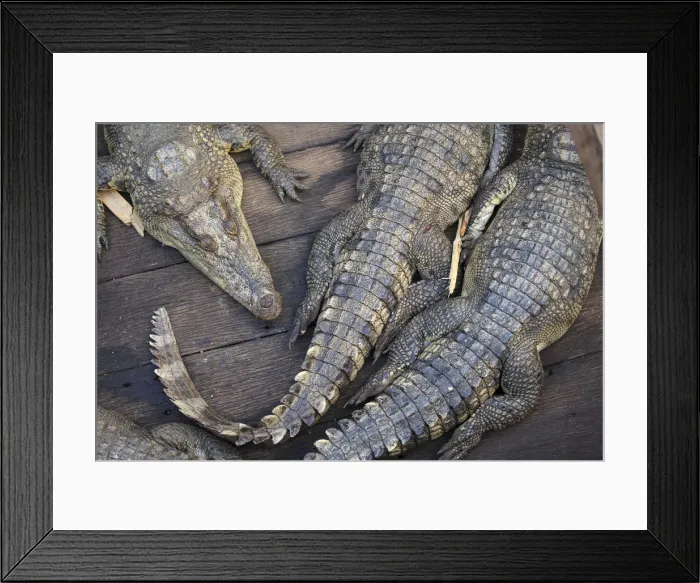 Framed Print : Cambodia, Tonle Sap Lake, Chong Kneas floating villages, Crocodile farm Framed Print : Cambodia, Tonle Sap Lake, Chong Kneas floating villages, Crocodile farm