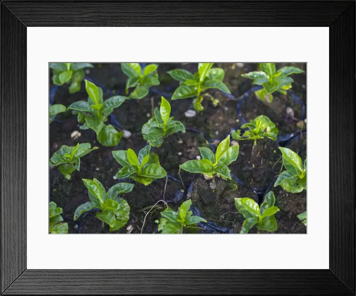 Framed Print : Colombia, Caldas, Manizales, Chinchina, Hacienda de Guayabal, Coffee seedlings growing Framed Print : Colombia, Caldas, Manizales, Chinchina, Hacienda de Guayabal, Coffee seedlings growing
