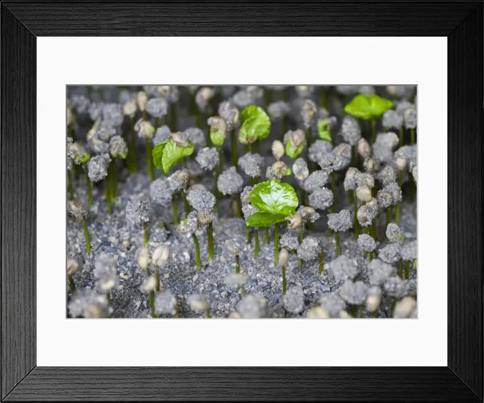Framed Print : Colombia, Caldas, Manizales, Hacienda Venecia, Seedbed growing in Fosforito Framed Print : Colombia, Caldas, Manizales, Hacienda Venecia, Seedbed growing in Fosforito