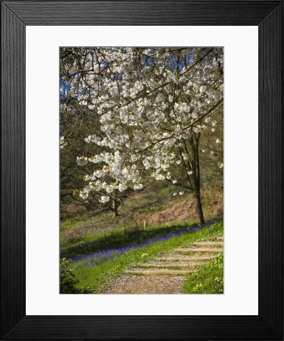 Framed Print : Blossom on tree in springtime, Surrey, England, UK Framed Print : Blossom on tree in springtime, Surrey, England, UK