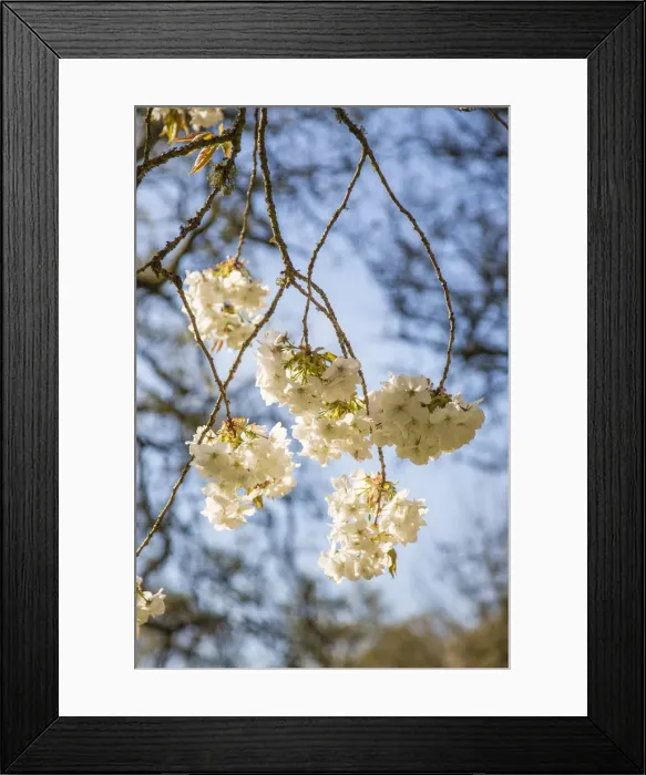 Framed Print : Blossom on tree in springtime, Surrey, England, UK Framed Print : Blossom on tree in springtime, Surrey, England, UK