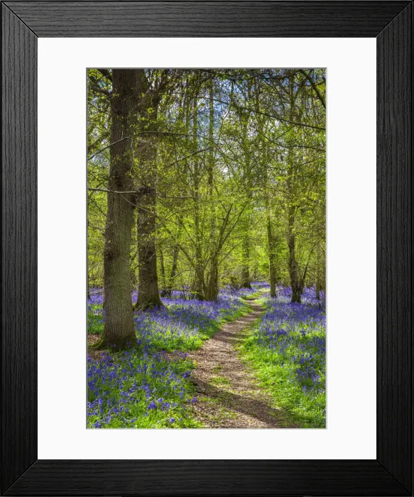 Framed Print : Bluebell woods, Surrey, England, UK Framed Print : Bluebell woods, Surrey, England, UK