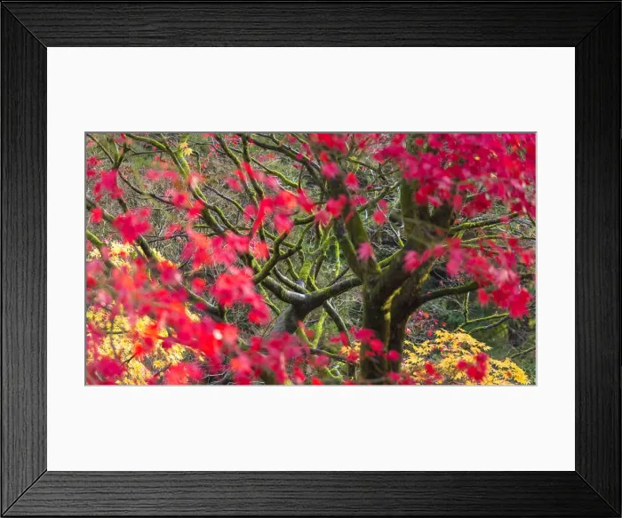 Framed Print : Acer tree in autumn, England Framed Print : Acer tree in autumn, England