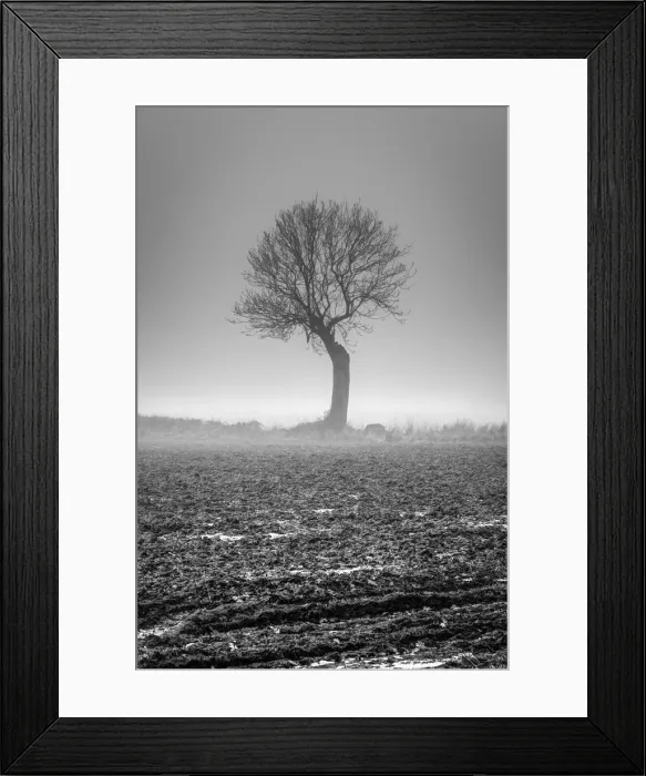 Framed Print : UK, England, Norfolk, Foggy Winter Field Framed Print : UK, England, Norfolk, Foggy Winter Field
