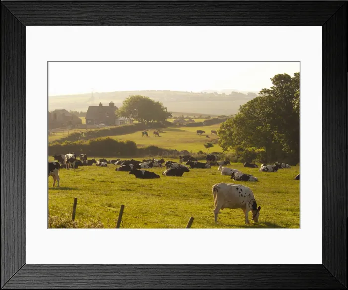 Framed Print : United Kingdom, Wales, Gwynedd, Anglesey, Farm and Cattle Framed Print : United Kingdom, Wales, Gwynedd, Anglesey, Farm and Cattle