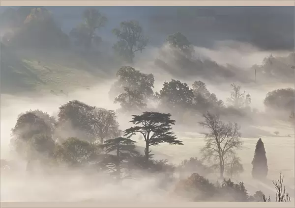 Trees in early morning mist, Cotswolds, England