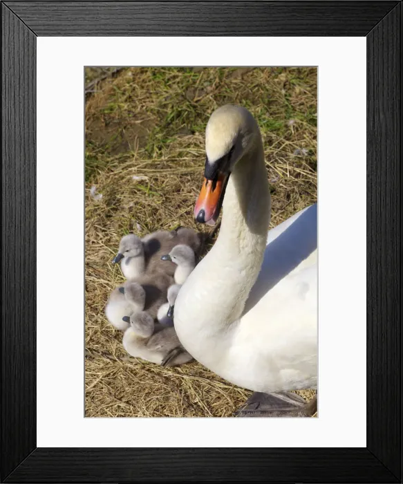 Framed Print : Swan and Cygnets, England, UK, Europe Framed Print : Swan and Cygnets, England, UK, Europe