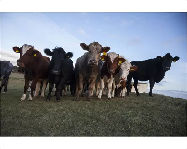 Herd of Cows, Beachy Head, East Sussex, England, UK