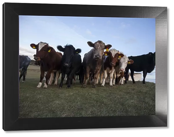 Herd of Cows, Beachy Head, East Sussex, England, UK