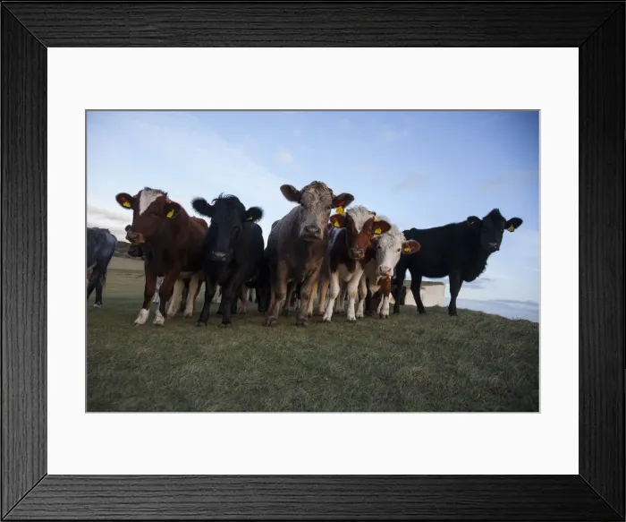 Framed Print : Herd of Cows, Beachy Head, East Sussex, England, UK Framed Print : Herd of Cows, Beachy Head, East Sussex, England, UK