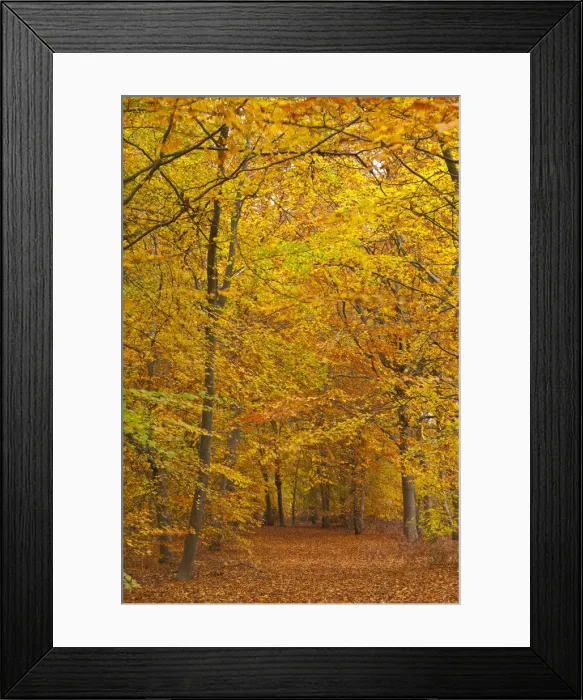 Framed Print : Woods in autumn time, Surrey, England, UK