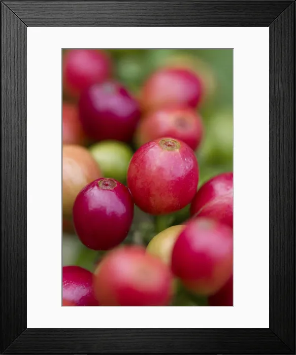 Framed Print : Colombia, Caldas, Manizales, Chinchina, Hacienda de Guayabal, Coffee cherries - Coffee Framed Print : Colombia, Caldas, Manizales, Chinchina, Hacienda de Guayabal, Coffee cherries - Coffee