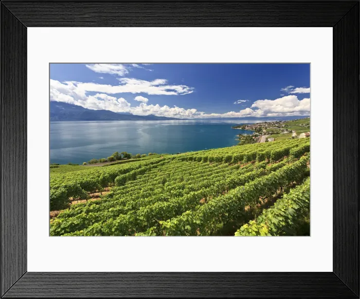 Framed Print : Switzerland, Vaud, Lavaux Vineyards and Lac Leman / Lake Geneva Framed Print : Switzerland, Vaud, Lavaux Vineyards and Lac Leman / Lake Geneva