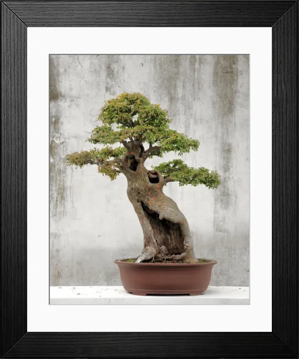 Framed Print : Bonsai tree, Classical Garden, Suzhou, Jiangsu, China Framed Print : Bonsai tree, Classical Garden, Suzhou, Jiangsu, China