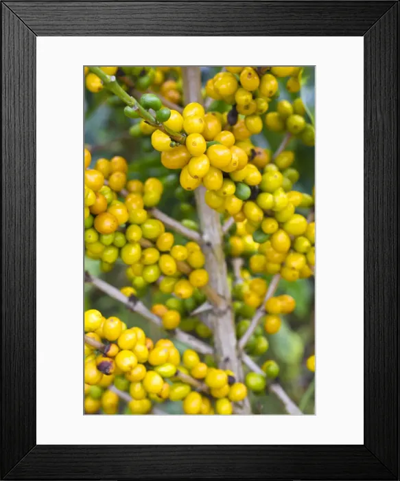 Framed Print : Colombia, Caldas, Manizales, Chinchina, Hacienda de Guayabal, Coffee cherries - Coffee Framed Print : Colombia, Caldas, Manizales, Chinchina, Hacienda de Guayabal, Coffee cherries - Coffee