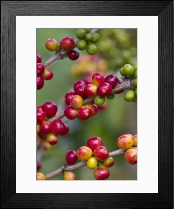 Framed Print : Colombia, Caldas, Manizales, Chinchina, Hacienda de Guayabal, Coffee cherries - Coffee Framed Print : Colombia, Caldas, Manizales, Chinchina, Hacienda de Guayabal, Coffee cherries - Coffee