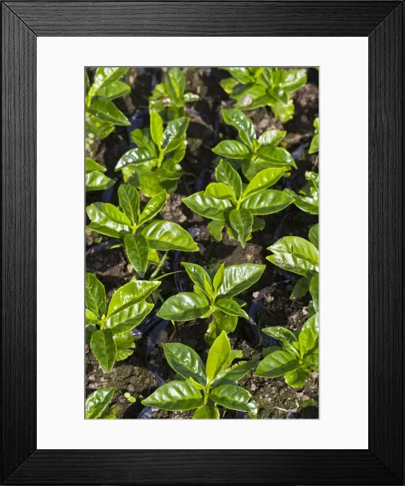 Framed Print : Colombia, Caldas, Manizales, Chinchina, Hacienda de Guayabal, Coffee seedlings growing