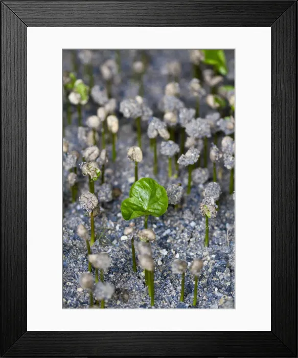 Framed Print : Colombia, Caldas, Manizales, Hacienda Venecia, Seedbed growing in Fosforito