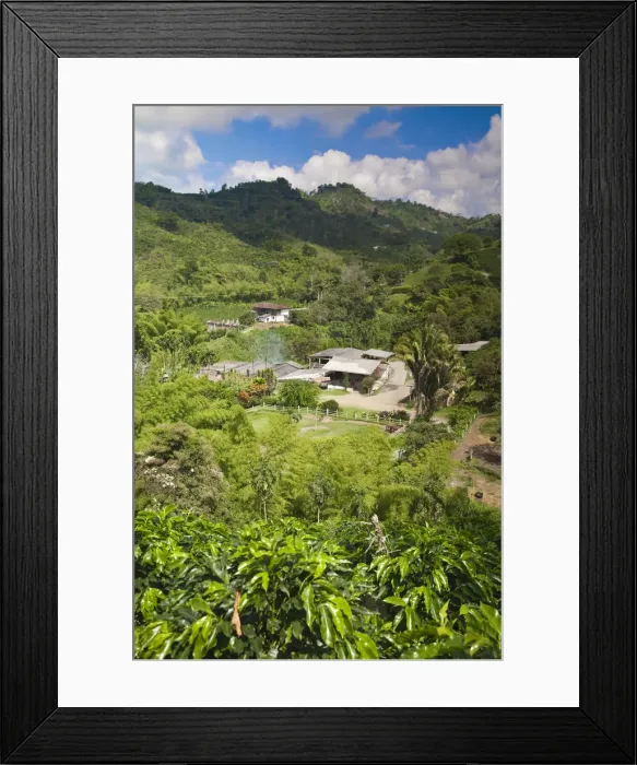 Framed Print : Colombia, Caldas, Manizales, Hacienda Venecia coffee plantation Framed Print : Colombia, Caldas, Manizales, Hacienda Venecia coffee plantation