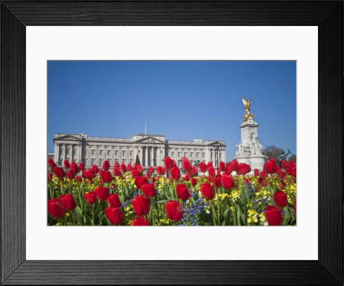 Framed Print : United Kingdom, London, Westminster, Tulips infront of Buckingham Palace and Victoria Framed Print : United Kingdom, London, Westminster, Tulips infront of Buckingham Palace and Victoria