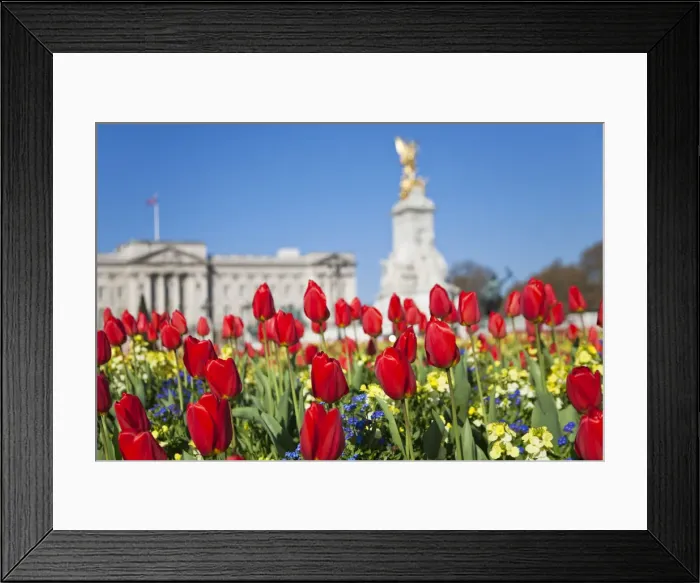 Framed Print : United Kingdom, London, Westminster, Tulips infront of Buckingham Palace and Victoria Framed Print : United Kingdom, London, Westminster, Tulips infront of Buckingham Palace and Victoria