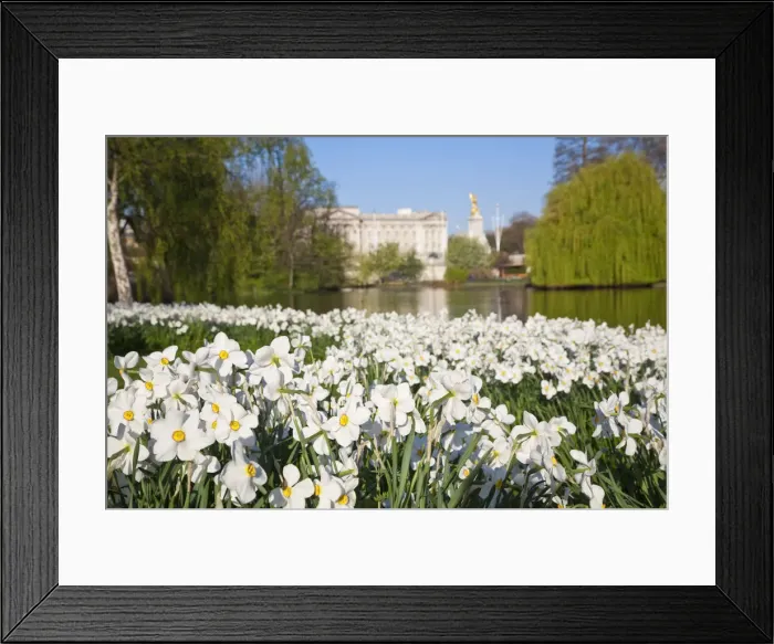 Framed Print : United Kingdom, London, View of Buckingham Palace from Green Park Framed Print : United Kingdom, London, View of Buckingham Palace from Green Park